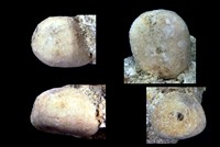 Catopygus obtusus